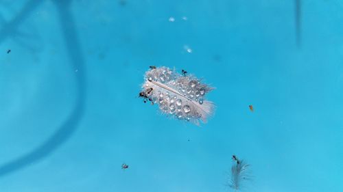 Birds swimming in sea