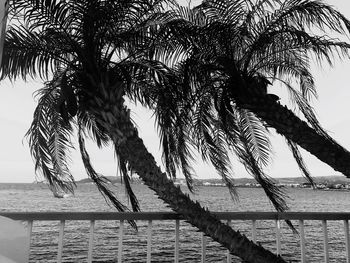 Palm tree by sea against sky