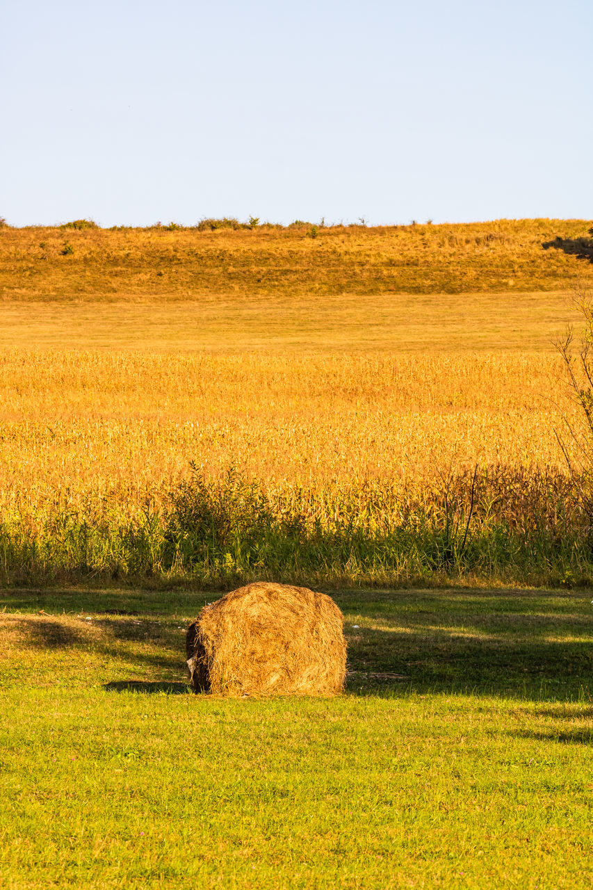 landscape, agriculture, field, environment, rural scene, land, grassland, plant, prairie, plain, nature, sky, scenics - nature, farm, crop, beauty in nature, tranquil scene, tranquility, rapeseed, no people, grass, growth, rural area, food, bale, cereal plant, day, harvesting, hay, clear sky, sunlight, pasture, horizon, steppe, meadow, hill, outdoors, yellow, soil, flower, idyllic, non-urban scene, natural environment, sunny, food and drink, horizon over land, produce