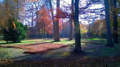 Trees in forest