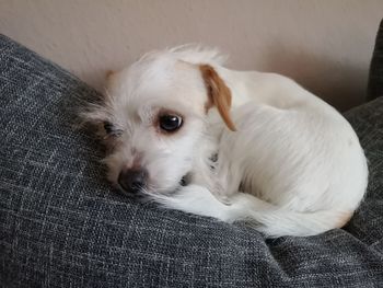 Close-up portrait of white dog resting on sofa at home