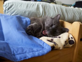 Close-up of cat sleeping on blanket