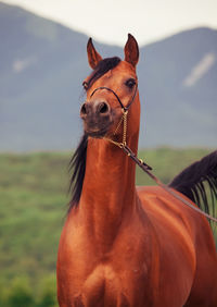 Horse standing on land against mountain