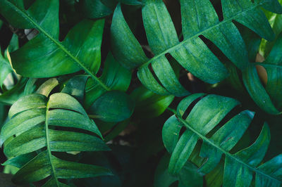 Closeup nature view of green leaf and palms background. flat lay, tropical leaf