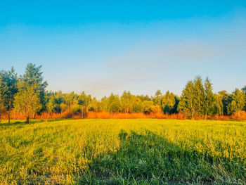 Scenic view of field against clear sky