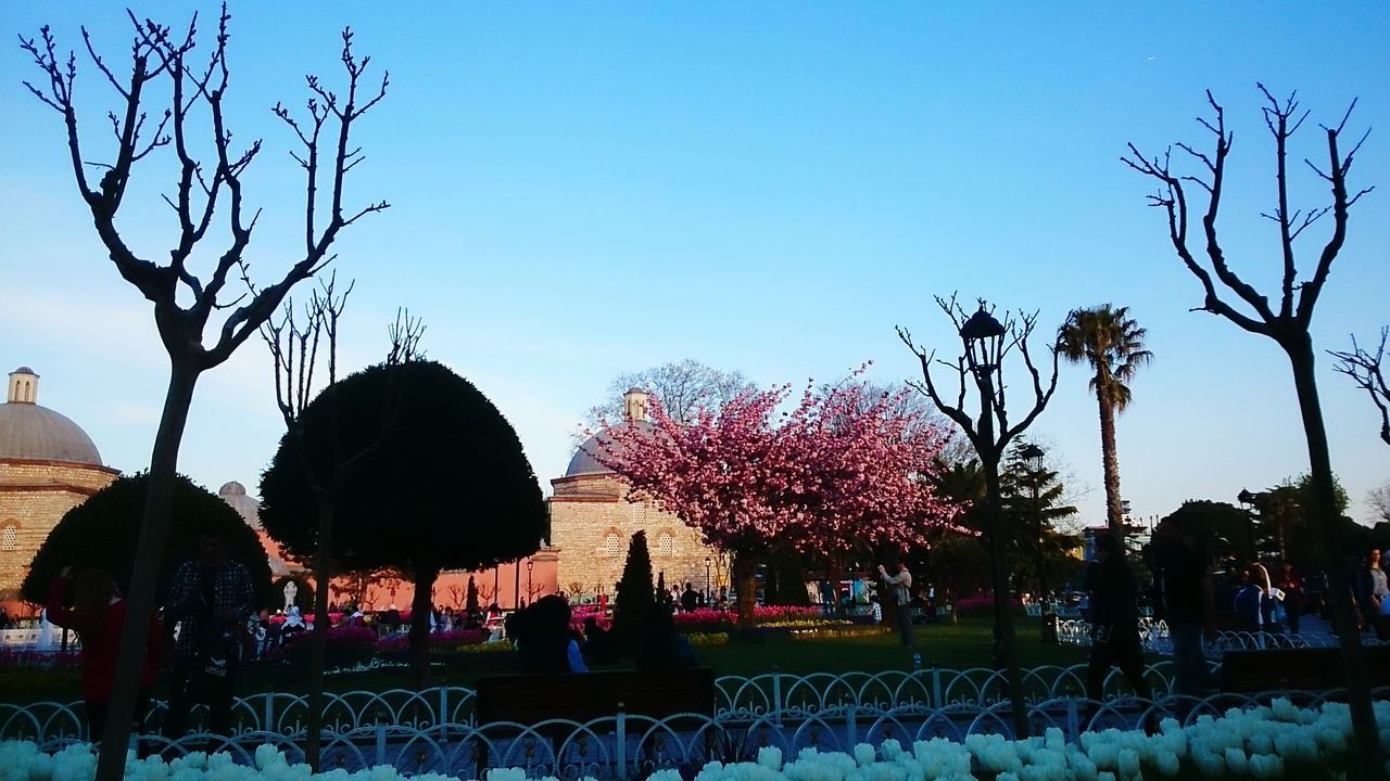 clear sky, tree, copy space, blue, nature, bare tree, sky, branch, beauty in nature, park - man made space, tranquility, growth, outdoors, tranquil scene, scenics, flower, incidental people, day, sunlight, building exterior