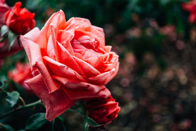 Close-up of red rose