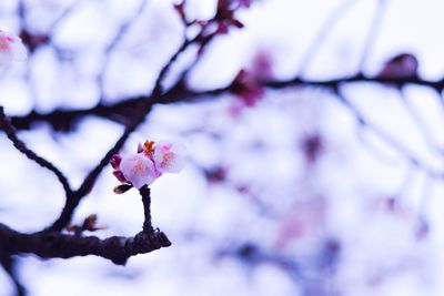 Pink flowers blooming on tree