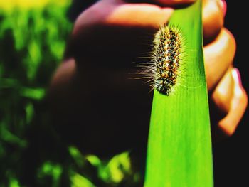 Close-up of butterfly on hand