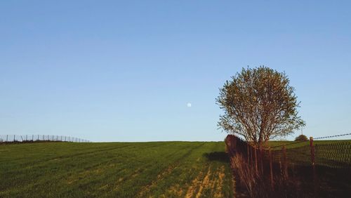 Scenic view of agricultural field against clear sky