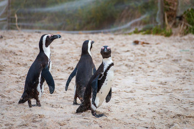 African penguins at boulders beach colony in cape town, south africa