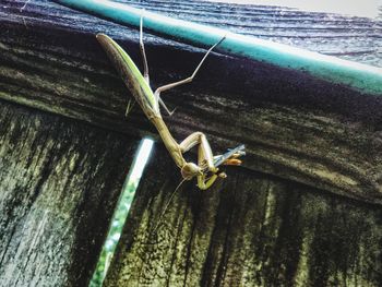 High angle view of insect on wood