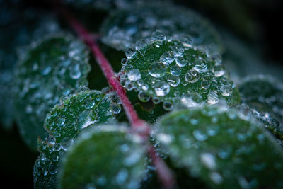 Close-up of wet plant leaves during rainy season