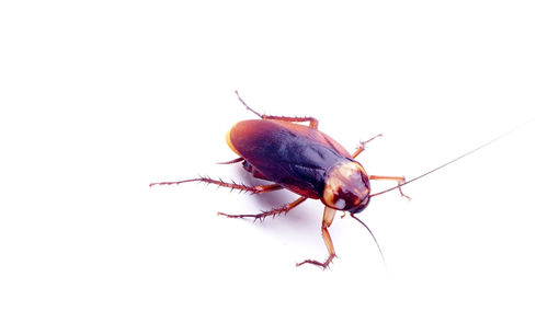 Close-up of insect on white background