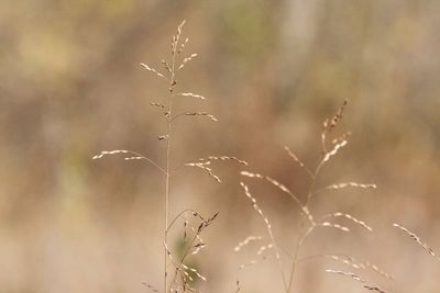 Close-up of plant