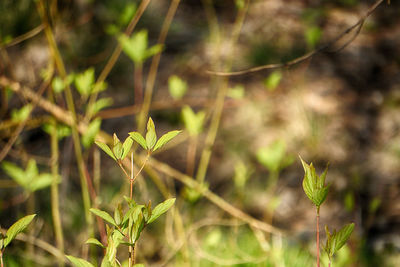 Close-up of plant on field