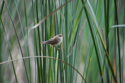 Bird perching on a plant