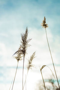 Low angle view of plant against sky