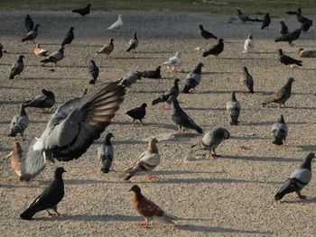 Flock of birds