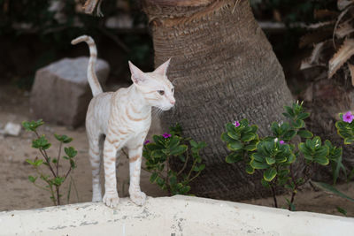 Cat standing in a field