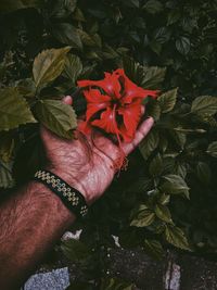 Midsection of person holding red flowering plant