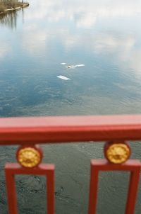 Bird flying over sea