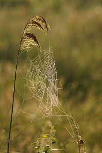 Close-up of spider web on plant