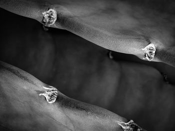 High angle view of person hand holding leaf