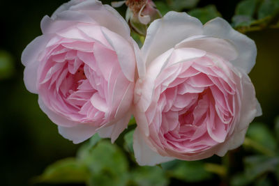 Close-up of pink rose