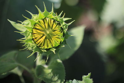 Close-up of yellow flowering plant