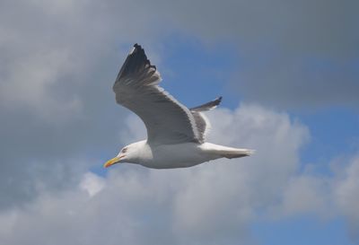 Low angle view of seagull flying