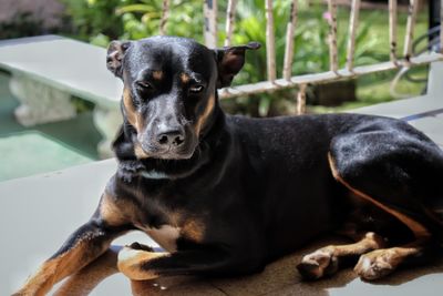 Close-up portrait of black dog