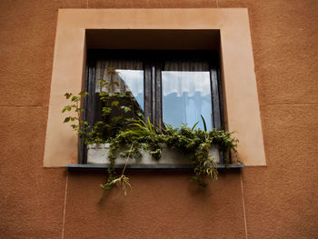 Potted plant against window of building