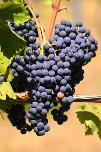 Close-up of grapes in vineyard