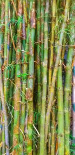 Full frame shot of bamboo trees in forest