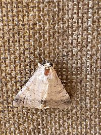 Close-up of insect on wall