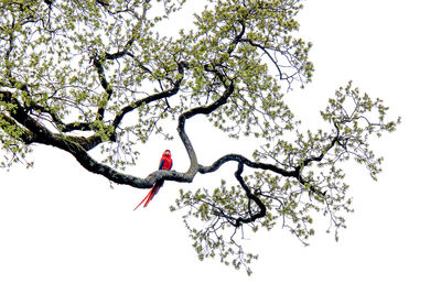 Low angle view of bird on tree against clear sky