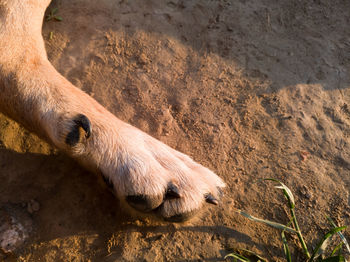 Animal body part, close up of furry dog paw with nails, canine rear leg on ground