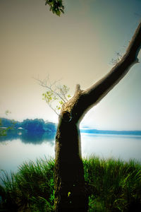 Close-up of tree trunk against sea