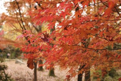 Close-up of tree