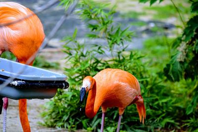 Close-up of orange duck in water