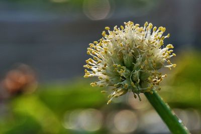 Close-up of flower blooming outdoors