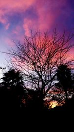 Silhouette of bare tree at sunset