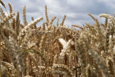 Close-up of wheat growing on field against sky