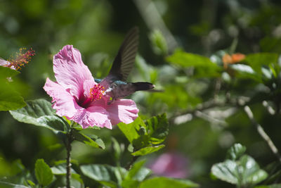 Close-up of butterfly pollinating flower