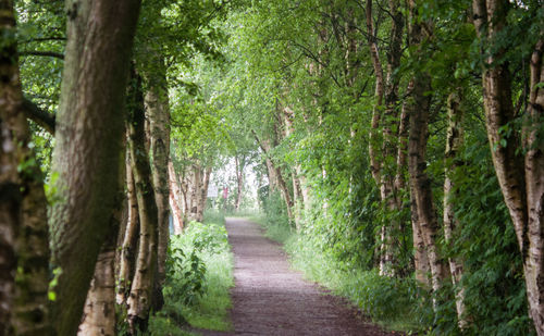 Trees in forest