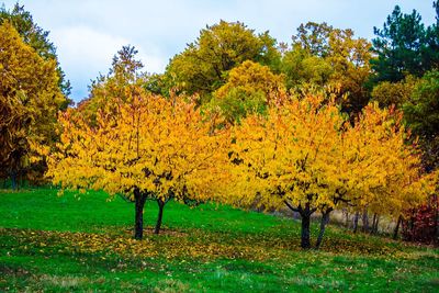 Trees on field against sky during autumn