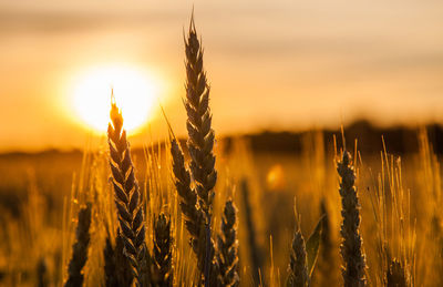 Close-up of reed growing on field against orange sky