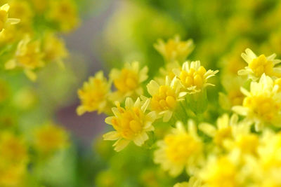 Close-up of yellow flowering plants on field