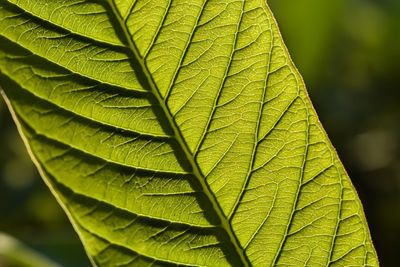 This is the guava leaf back side close-up shot when sunlight lighted this leaf.